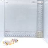 Platinum Percula Clownfish Pair – Amphiprion percula