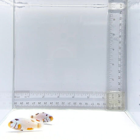Platinum Percula Clownfish Pair – Amphiprion percula