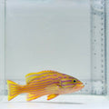 Polleni Grouper