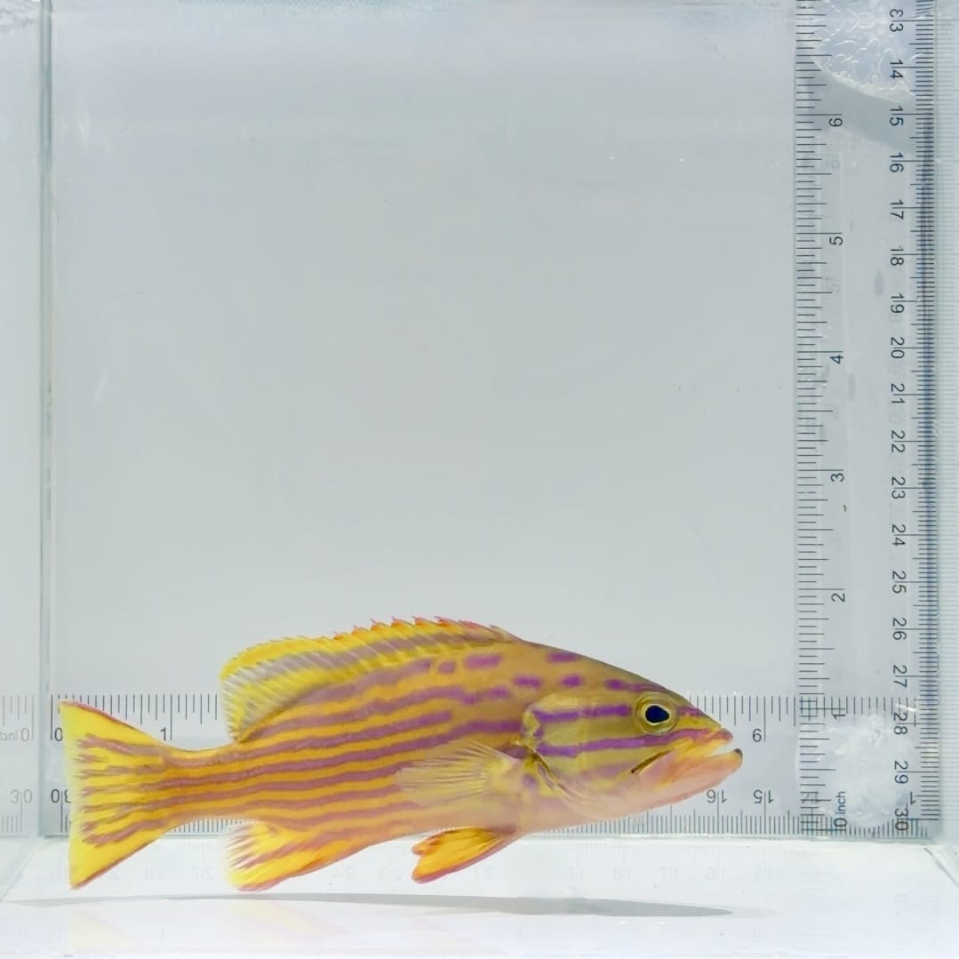 Polleni Grouper