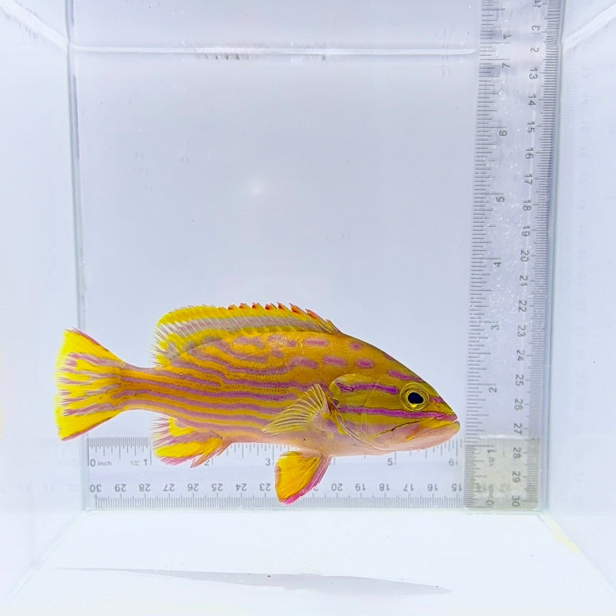 Polleni Grouper – Cephalopholis polleni