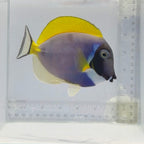 Powder Blue Tang