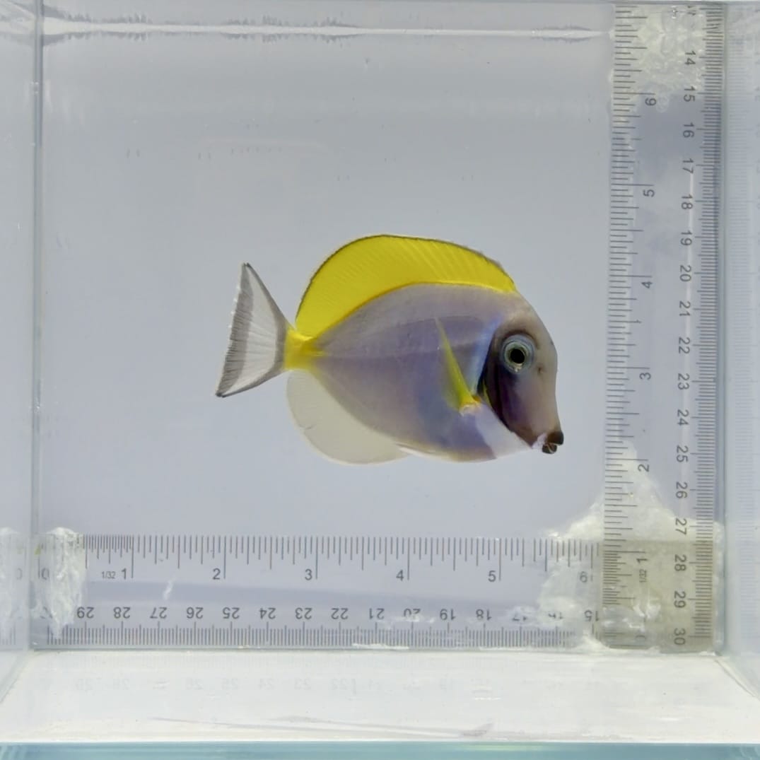 Powder Blue Tang
