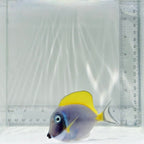 Powder Blue Tang