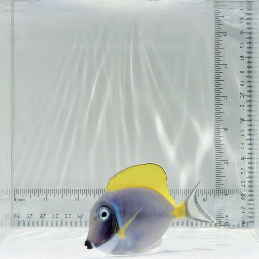 Powder Blue Tang