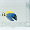Powder Blue Tang