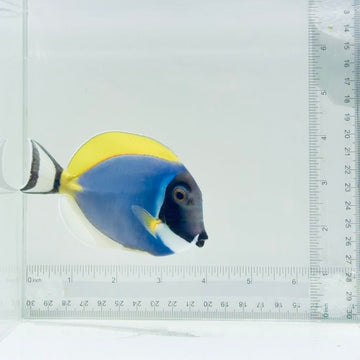 Powder Blue Tang
