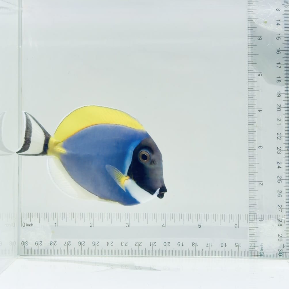 Powder Blue Tang