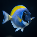 Powder Blue Tang