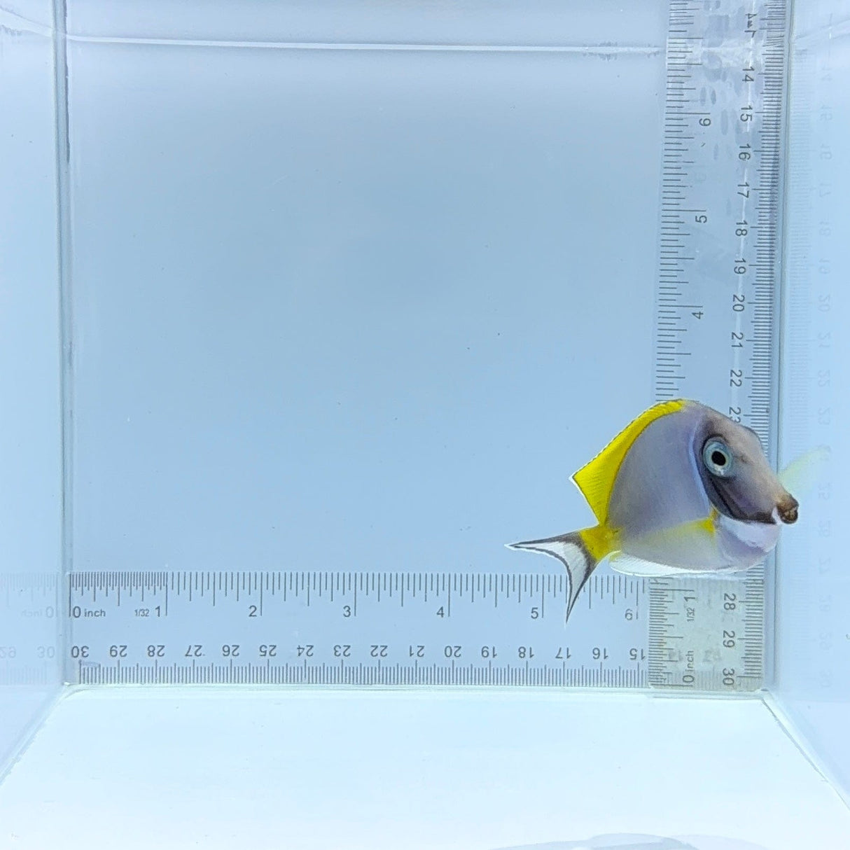 Powder Blue Tang — Acanthurus leucosternon