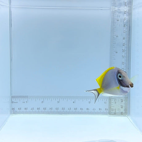 Powder Blue Tang — Acanthurus leucosternon
