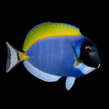 Powder Blue Tang - Acanthurus leucosternon