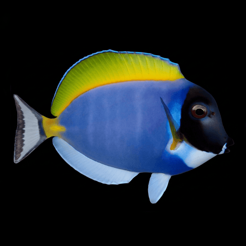 Powder Blue Tang - Acanthurus leucosternon