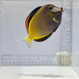 Powder Brown Tang Fish