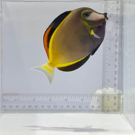 Powder Brown Tang Fish