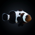 Premium Black Gladiator Clownfish