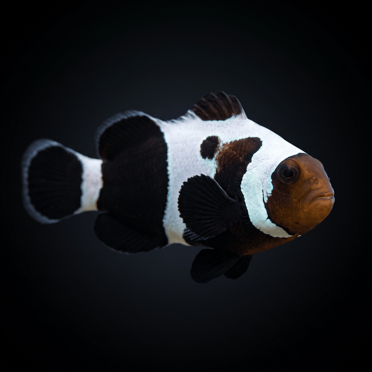 Premium Black Gladiator Clownfish