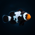 Premium Black Snowflake Clownfish