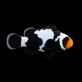 Premium Black Snowflake Clownfish - Amphiprion ocellaris