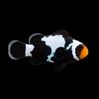 Premium Black Snowflake Clownfish - Amphiprion ocellaris