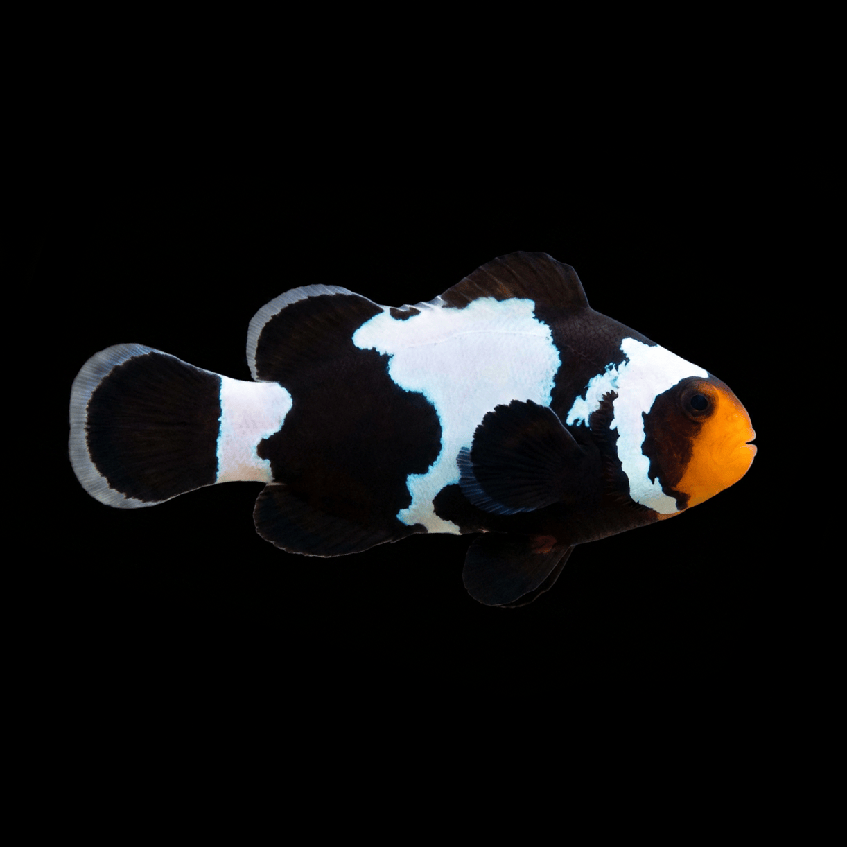 Premium Black Snowflake Clownfish - Amphiprion ocellaris