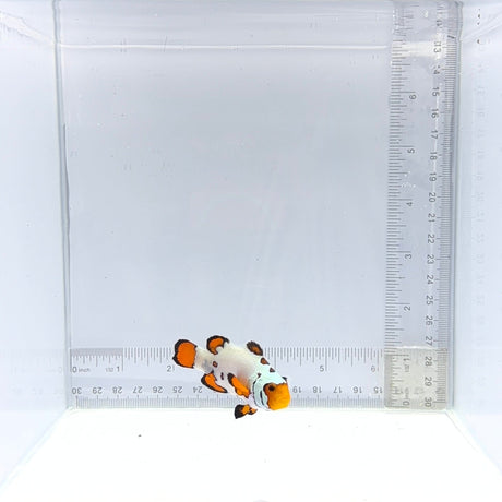 Premium Flurry Clownfish — Amphiprion ocellaris