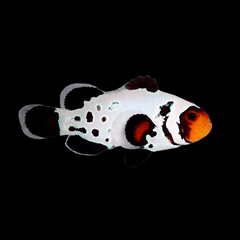 Premium Frostbite Clownfish - Amphiprion ocellaris