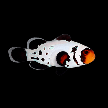 Premium Frostbite Clownfish - Amphiprion ocellaris