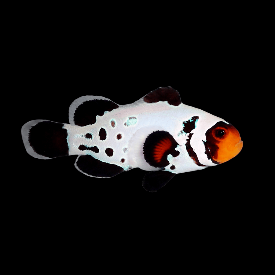 Premium Frostbite Clownfish - Amphiprion ocellaris