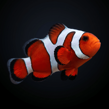 Premium Gladiator Clownfish