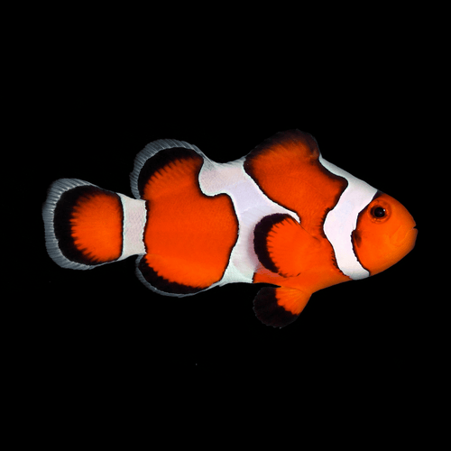 Premium Gladiator Clownfish - Amphiprion ocellaris