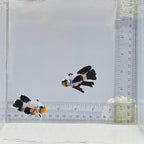 Premium Longfin BulletHole Clownfish Pair