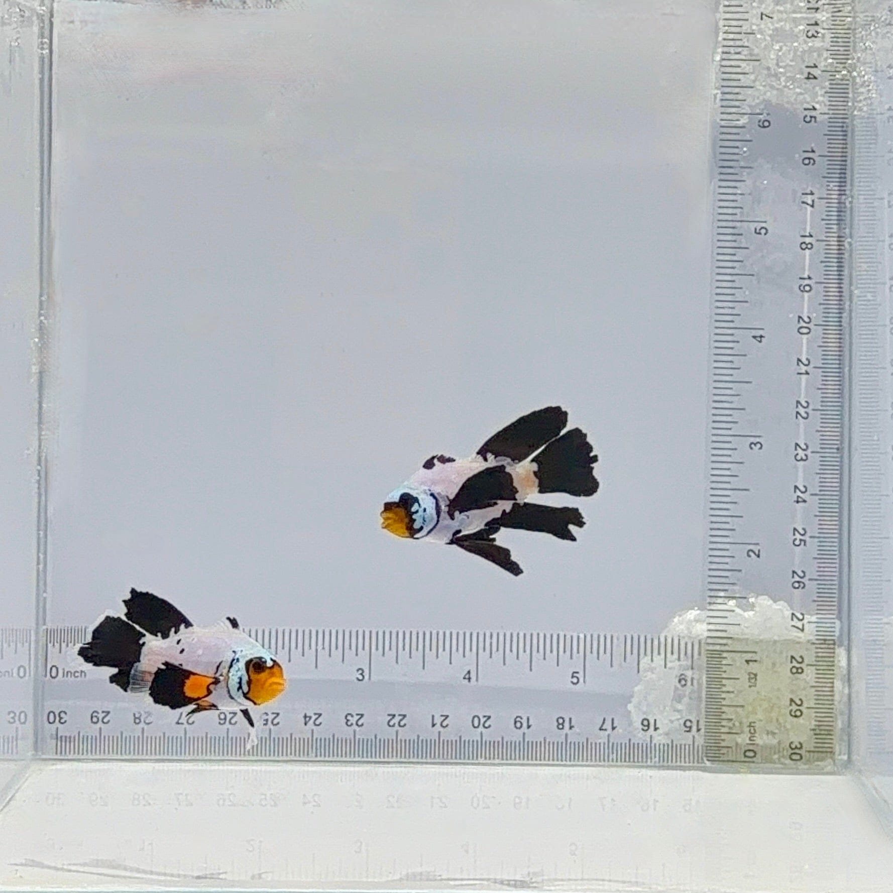 Premium Longfin BulletHole Clownfish Pair