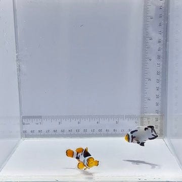 Premium Nebula Picasso Pair Clownfish — Amphiprion percula