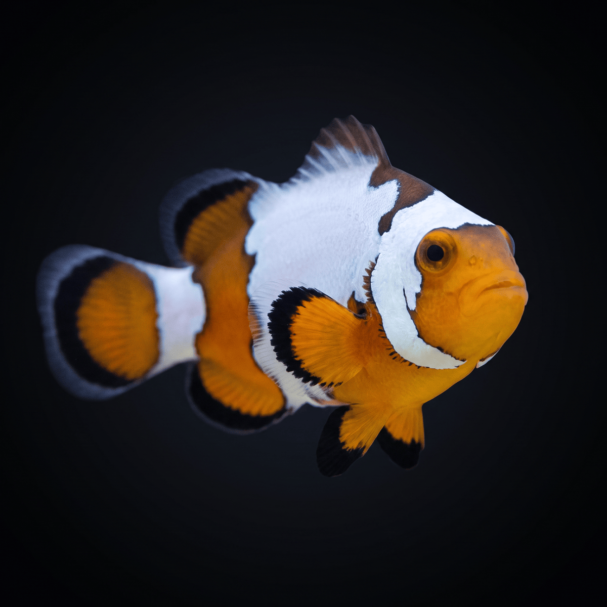 Premium Snowflake Clownfish