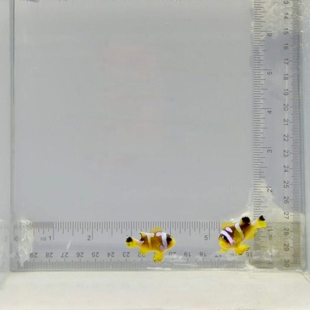 Premium Spotcinctus Clownfish Pair