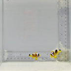 Premium Spotcinctus Clownfish Pair