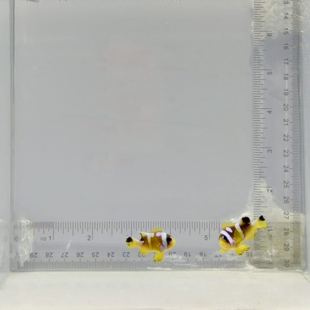 Premium Spotcinctus Clownfish Pair