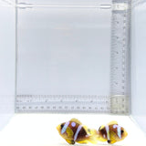 Premium Spotcinctus Clownfish Pair – Amphiprion bicinctus