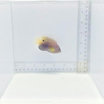 Princess (Ocellate) Damselfish — Pomacentrus vaiuli