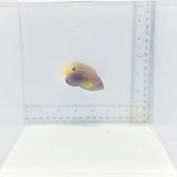 Princess (Ocellate) Damselfish — Pomacentrus vaiuli