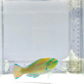 Princess Parrotfish