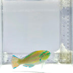 Princess Parrotfish