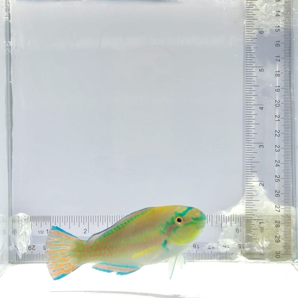 Princess Parrotfish