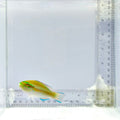 Princess Parrotfish