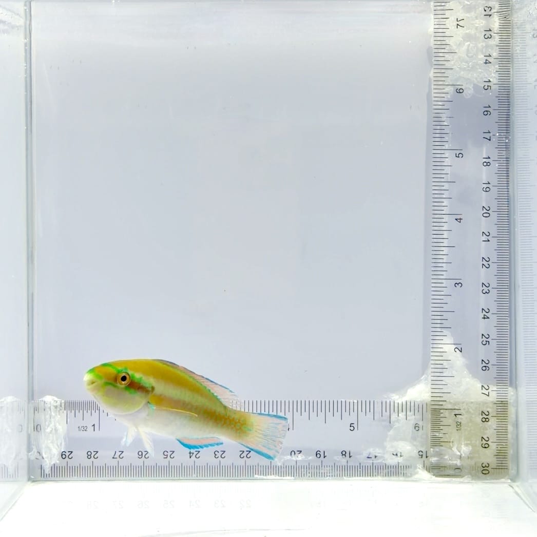 Princess Parrotfish