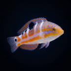 Pudding Wife Wrasse