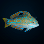 Pudding Wife Wrasse