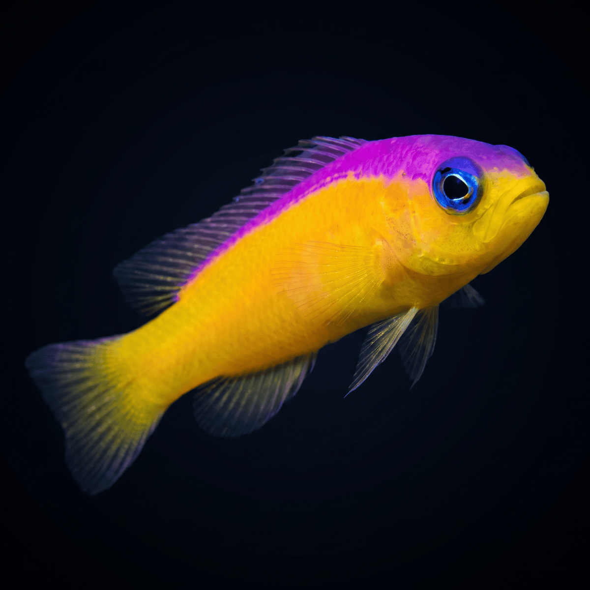 Purple Stripe Dottyback