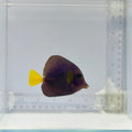 Purple Tang